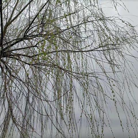 雨露幼儿园果四班“播种绿色，保护地球”植树节主题课