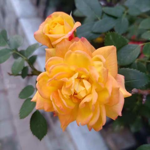 绽放最美的你——松小幼儿园中班