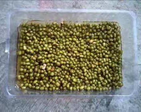 绿豆芽的生长过程