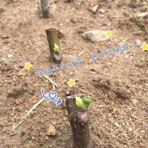 无花果生长观察日记