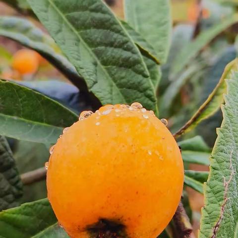 好吃又好玩！流水镇星火枇杷开园啦~