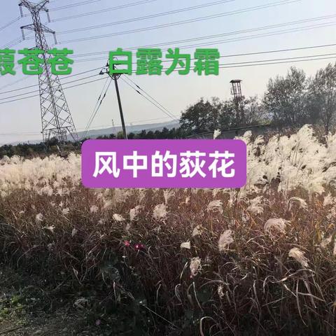 风中的荻花