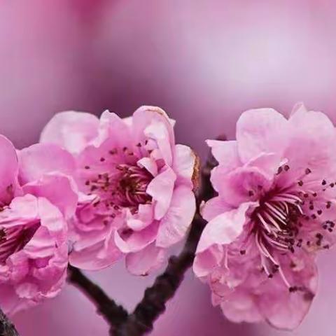 汇龙小学：心理防“疫”，  健康共进！