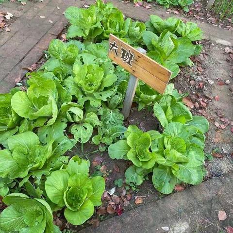 藏在自然角里的美食——春耕园里的白菜