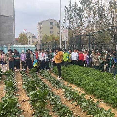 【八小•劳动与实践篇】萝卜甜甜 收获满满——开发区第八小学“行·知”种植园开展喜收萝卜活动