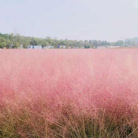 初来“蚱”到——香榭水都幼儿园中一班