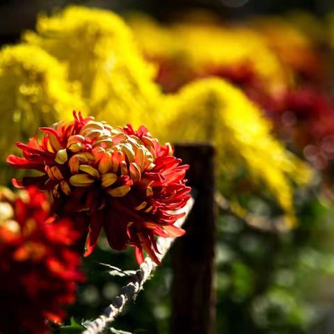 “待到秋来九月八,我花开后百花杀。”