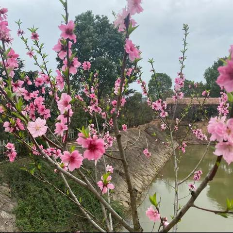 九年级植树节团建活动