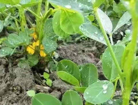 花生的生长过程（鞠悦）