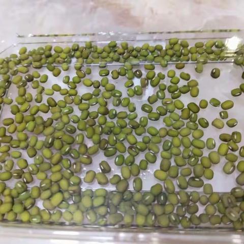 豆芽生长记