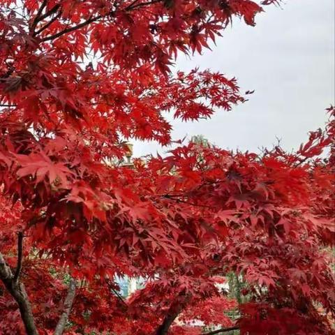 十一人二日游留坝，凤县等