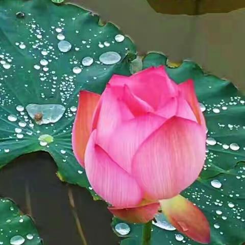 《人生如逆旅，我亦是行人》