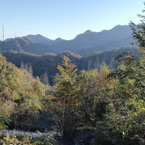 楓叶深秋情