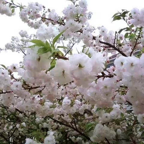 大美恩施 我为你代言  《桂花园小学204班》刘梓涵