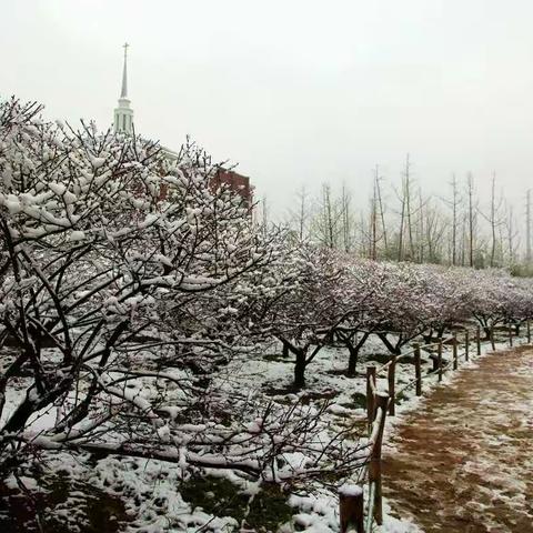 梅园之傲雪寒梅