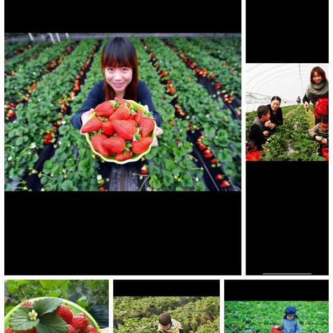 界河镇鲁班湿地公园对面，玉福园草莓采摘园欢迎大家前来