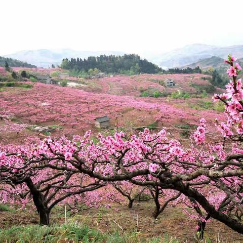 2023年首届峄山桃花节开始了，漫山遍野开花遍地，是你和家人春游最佳的地方，不要门票地址：峄山龙韵广场，