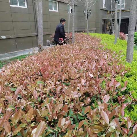 【东城区天宝路街道办事处盛世花园社区】清理杂草，修剪绿植