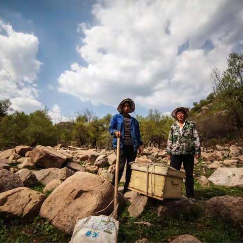 大山里的“收蜂人”