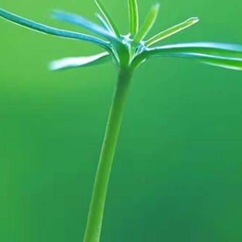 绿阴铺野换新光 教研探讨促成长