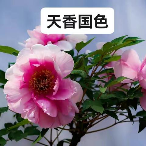 牡丹花开