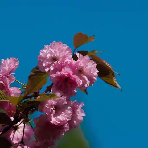 樱花季