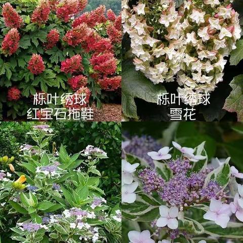 绣球花的故事