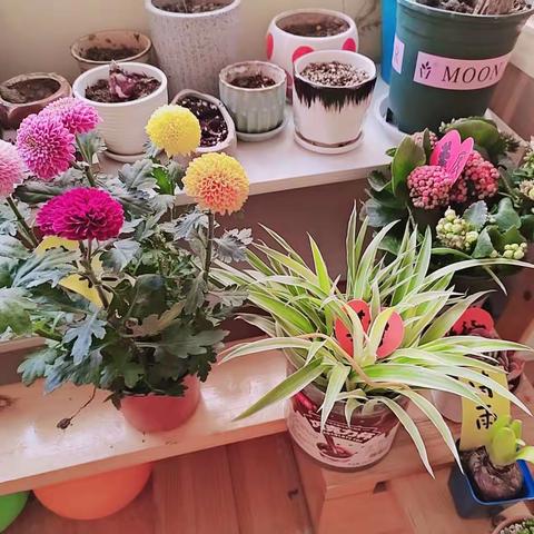 “一粒种子、一片春天” ——睿丁幼儿园蔬菜种植记