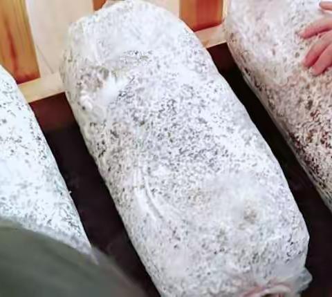 “蘑菇生长日记”睿丁幼儿园大班观察日记❤