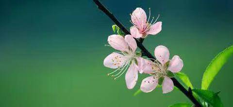 寻找春天之剪纸篇——溪园中三班