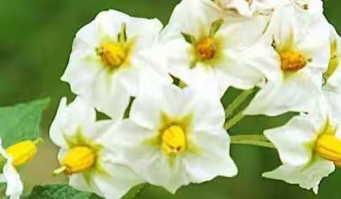 🥔🥔土豆成长记——溪园中三班