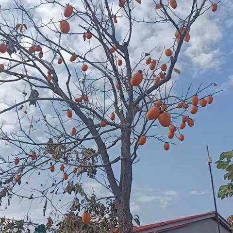 沂堂镇大兴屯小学宋涛2022-2023年度上学期工作总结