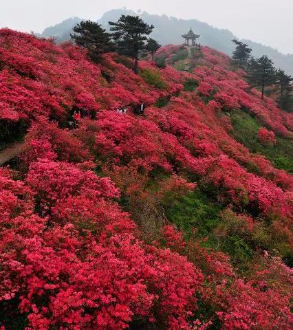 大一班音乐欣赏活动《映山红》——研和中心幼儿园2021年暑假幼儿发展亲子微活动