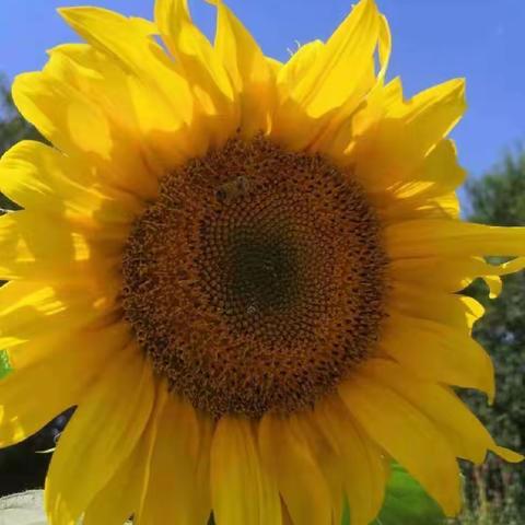 同窗情   岁月增    水长流   情依旧