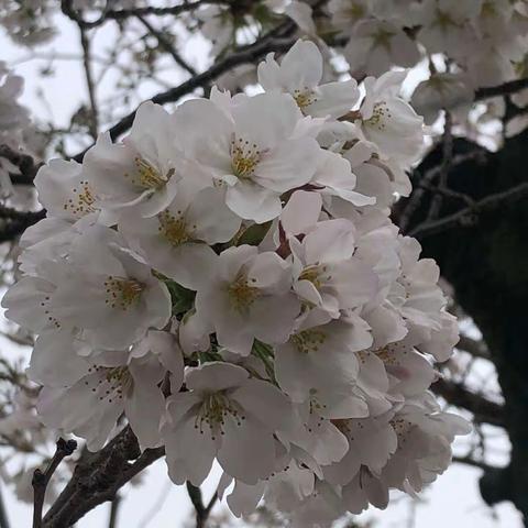 春风满信，语研孕新——藉中语文教研活动