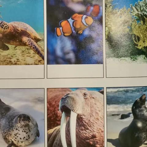 海洋馆寻游记——一三班