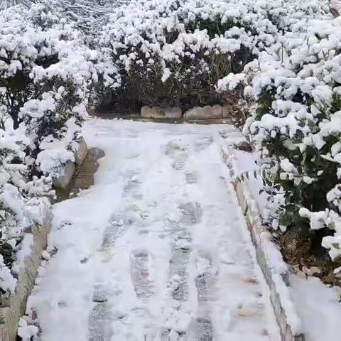 初雪校园别样美 携手除雪暖意浓——肖台希望小学教职工除雪纪实