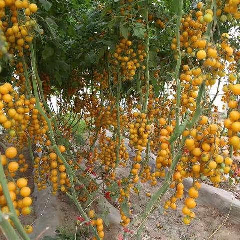 豫艺豫瑞2号硕果累累！