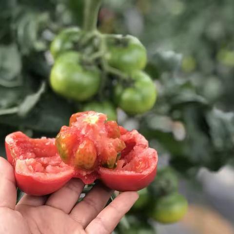 豫艺酸小番！酸酸甜甜就是小时候的感觉！