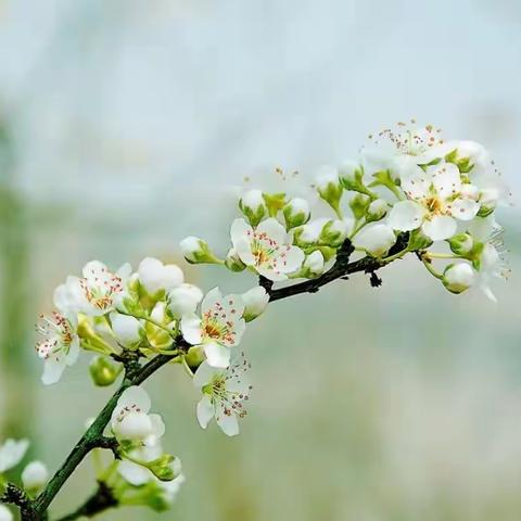 强课提质心头过，花开时节又逢君——记滨州强课论坛之初中语文新课标培训及课堂教学研讨会