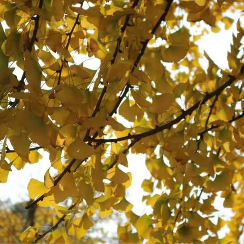 秋之舞——寻觅那抹黄