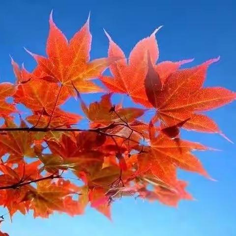 金秋十月露正浓，英语教研无止境。