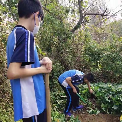 体收获之乐 践劳动之行-北皂学校参与生产劳动