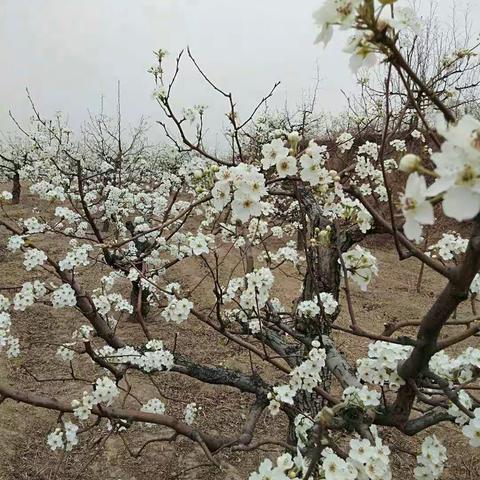 祁县古县中心校希望小学五年级梨花节