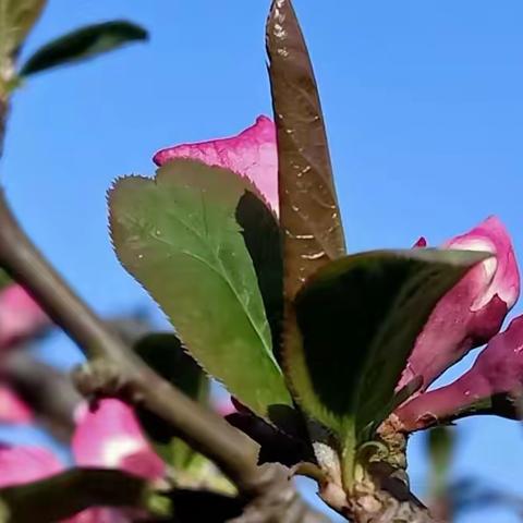 青玉案.花海缘