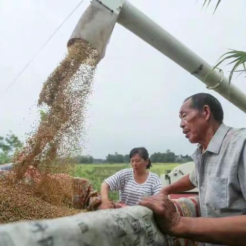 金阳支行抢抓农业现代化机遇，成功承接省粮食集团农业农村现代化基金2.2亿元