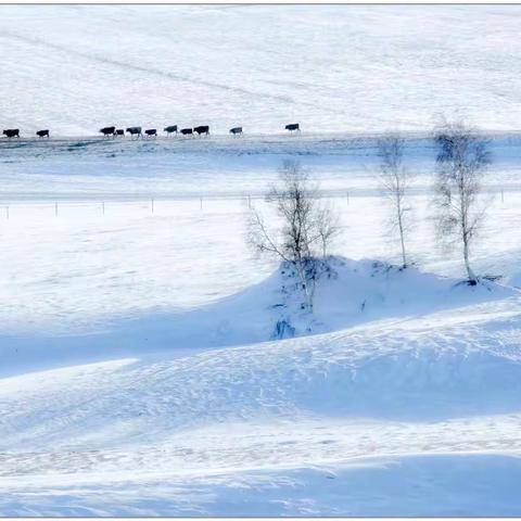 七绝    雪野牧归图