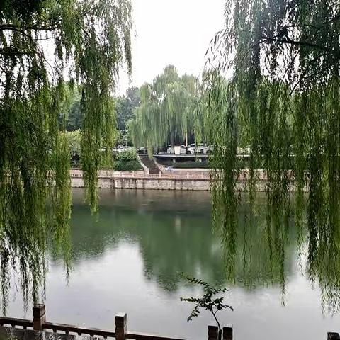 散文 · 中伏晨雨记