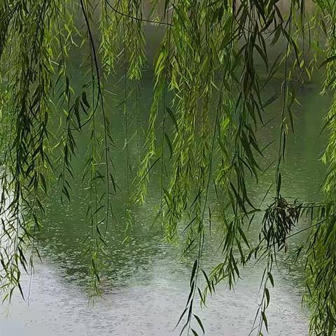 雨中看柳