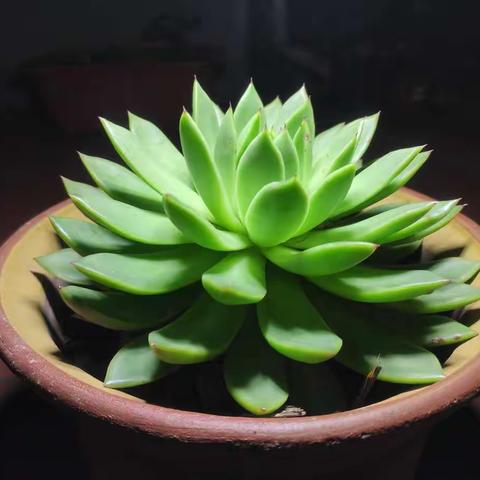 国庆节•庭院里的那些花儿